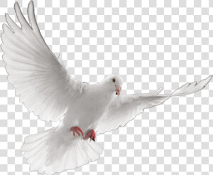 Dove Transparent Png Death   Palomas Blancas En Vuelo  Png Download