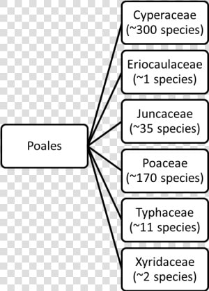 Poales Classification  HD Png Download