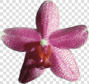 Gossamer Steel  Enduring Love   Orchids Of The Philippines  HD Png Download