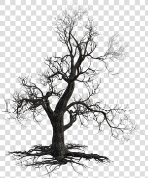 Dead Tree  Scary  Halloween  Nature  Autumn  Old   California Live Oak  HD Png Download