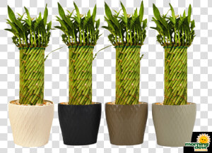 Flowerpot  HD Png Download