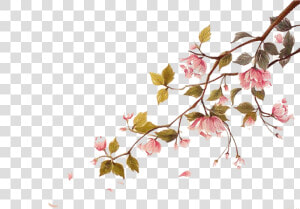 Falling Cherry Blossoms Png   Cherry Blossom Branch Watercolor  Transparent Png