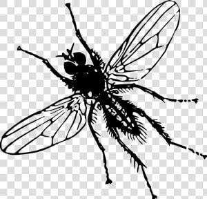 Root Fly   Clip Art Image Of Insect  HD Png Download