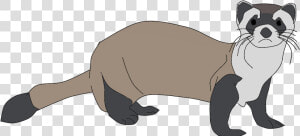 Ferret Png Clipart   Black Footed Ferret Clipart  Transparent Png