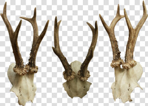 Animal Skulls Bone   Animal Skulls Png  Transparent Png