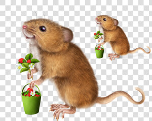 Transparent Mouse Animal Png   Punxsutawney Phil  Png Download