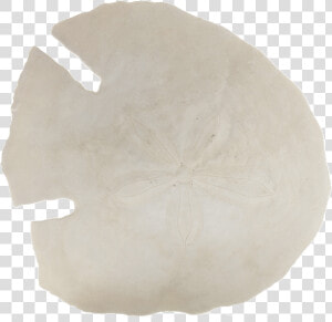 Transparent Sand Dollar Png   Sand Dollar  Png Download