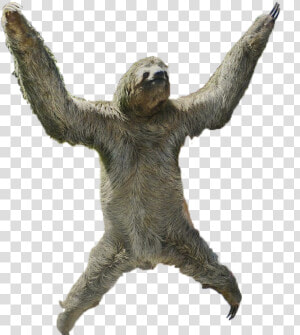 Three Toed Sloth No Background   Transparent Cartoons   Sloth Png  Png Download