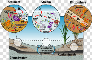 Tim Branch Riparian Wetland   Circle  HD Png Download