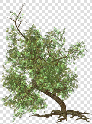 Green Tree Clipart   Blocos Sketchup Vegetação  HD Png Download