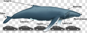 Ballena en   Long Is 62 Ft  HD Png Download