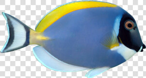 Tropical Fish Clip Art   Powder Blue Tang Fish  HD Png Download