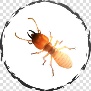 Termite Meaning In Tamil  HD Png Download