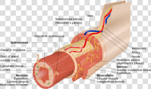 Meissner And Auerbach Plexus  HD Png Download