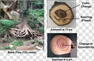 Images Of Exposed Tree Root Ball And Tree Ring Cross   Tree Root Cross Section  HD Png Download