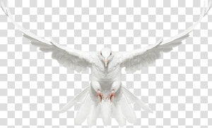 Dove Flying Png   Flying White Dove Png  Transparent Png