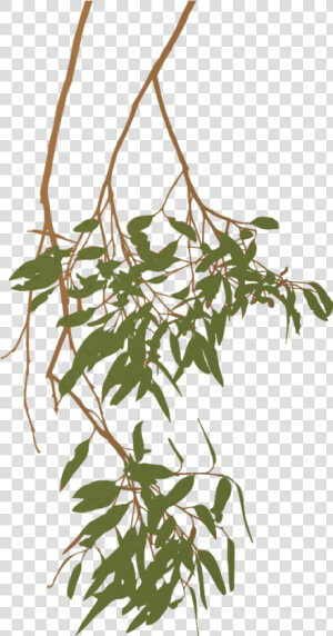 Trees Clipart Branch   Australian Gum Tree Branch  HD Png Download