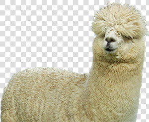 Download Farm Sheep Huacaya Alpaca Fiber Free Clipart   Alpaca Png  Transparent Png