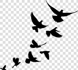 Jiminey Kricket Exterminating Pigeons   Flying Bird Flock Silhouette  HD Png Download