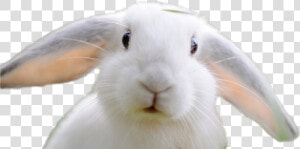 Rabbit Png Image   Domestic Rabbit  Transparent Png