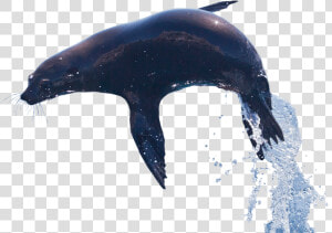 Alt Text   Killer Whale  HD Png Download