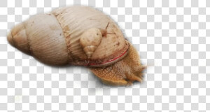  sticker  caracol  freetoedit   Shell  HD Png Download