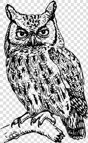 Great Horned Owl Angry Owl Clipart   Clip Art Black And White Owl  HD Png Download