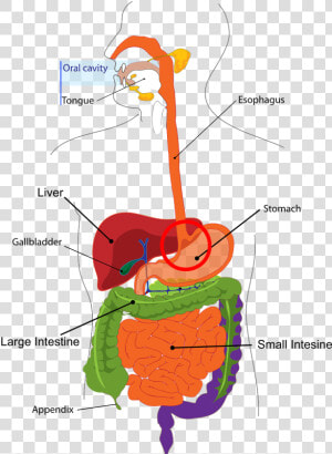 Digestive System Parts Clipart  HD Png Download