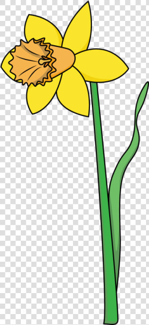 How To Draw A Daffodil  Flowers  Plants  Spring  Easy   Drawing Of A Daffodil  HD Png Download