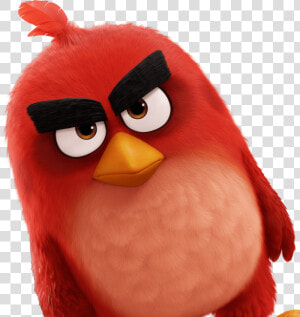 Transparent Angry Bird Png   Angry Bird Movie Hd  Png Download