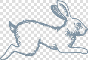 Celeste Icon Rabbit   Antelope Jackrabbit  HD Png Download