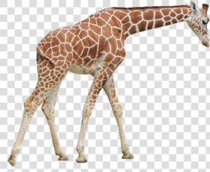 Giraffe Png Picture   Giraffe Png  Transparent Png