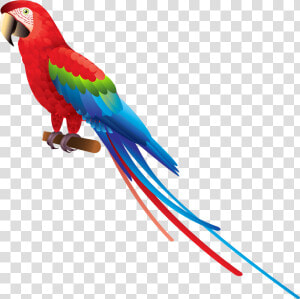 Indian Parrot Png   Transparent Background Parrot Clipart  Png Download