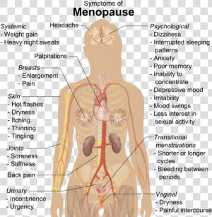 Symptoms Of Menopause   Science Parts Of The Body  HD Png Download