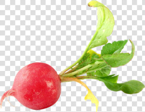 Turnip   Transparent Radish Png  Png Download