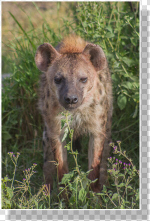 Spotted Hyena Populations Began To Shrink After Roughly   Spotted Hyena  HD Png Download