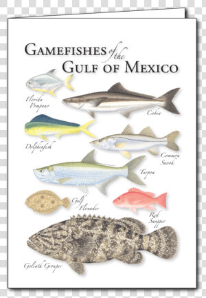 Gulf Flounder  HD Png Download