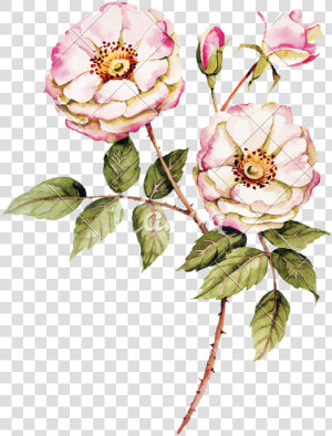 Rose Botanica  HD Png Download