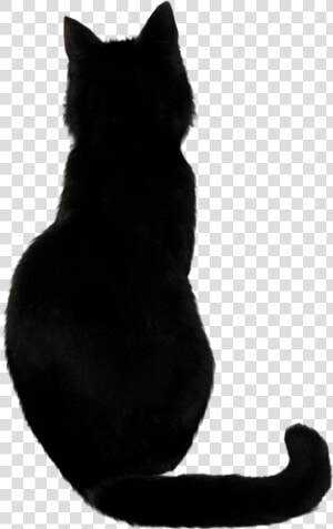 Black Cat Kitten Drawing   Black Cat Vector Png  Transparent Png