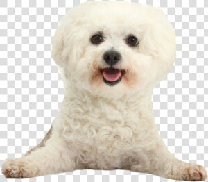 White Poodle Png Clipart   Poodle Png  Transparent Png