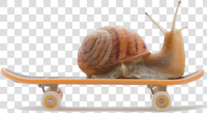 Burgundy Snail Land Snail   Snail On A Skateboard  HD Png Download