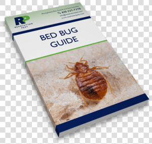 Transparent Bed Bug Png   Cockroach  Png Download