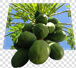 Tree Papaya Png  Transparent Png