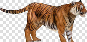 Zoo Tycoon 2 Sumatran Tiger  HD Png Download