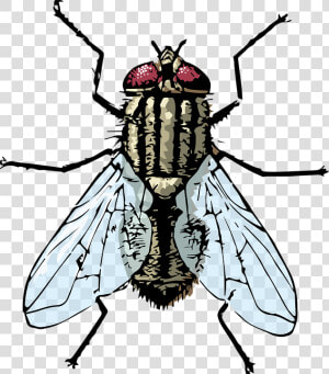 Fly  Housefly  Bug   House Fly  HD Png Download