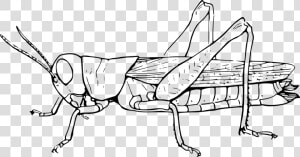 Clip Art Insect The Ant And   Grasshopper Black And White  HD Png Download