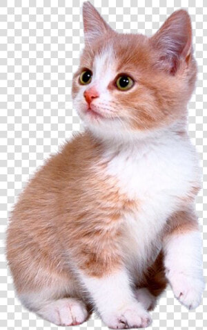 Cute Kitten Png Download   Cute Kitten Png  Transparent Png