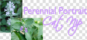 Catnip Plant  HD Png Download