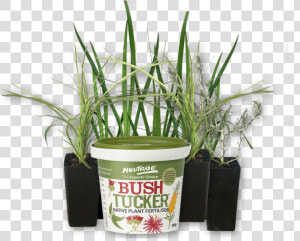 Tube Sized Australian Plants Online Sales Neutrog Bush   Sweet Grass  HD Png Download