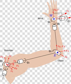 Arm Kinematics  HD Png Download